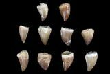 Lot: to Fossil Mosasaur Teeth - Pieces #92387-1